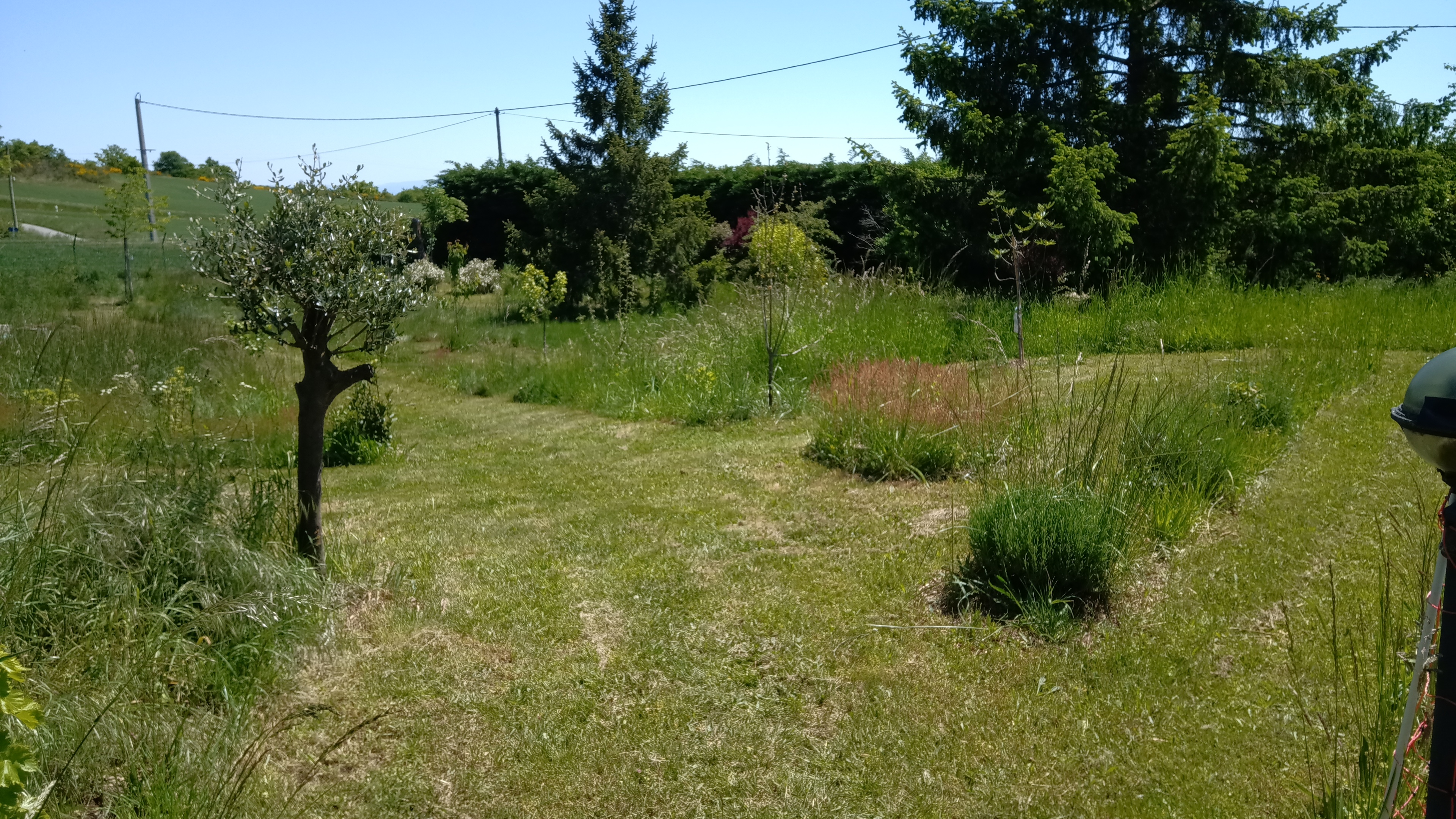 Vue d'un jardin avec des arbustes délimitant un chemin d'herbes et des parties plus sauvages en tonte raisonnée