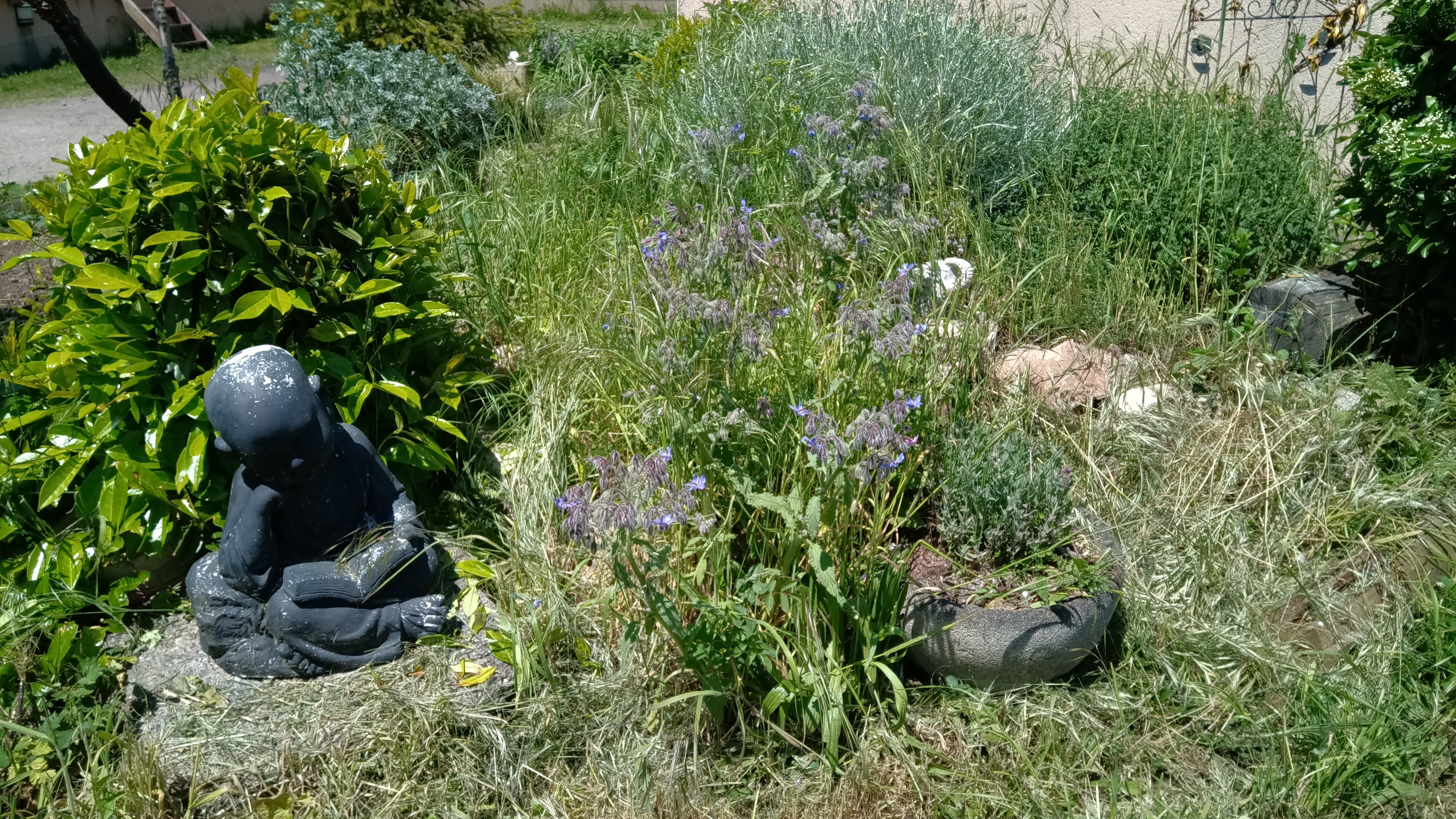 Un bouda qui lit dans la nature